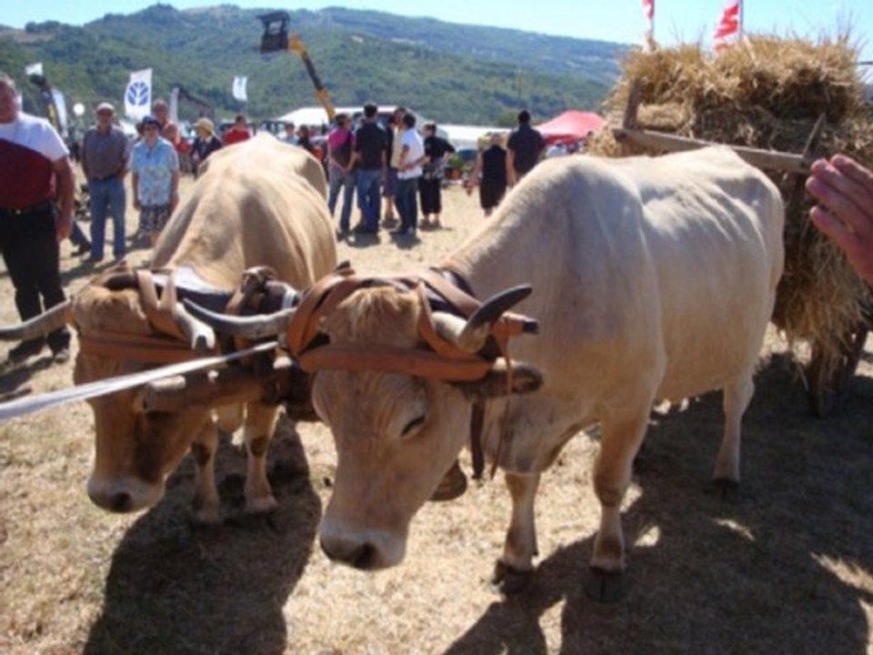 une meuh meuh qui fait de l'oeil !! hihi!! mdr !!!