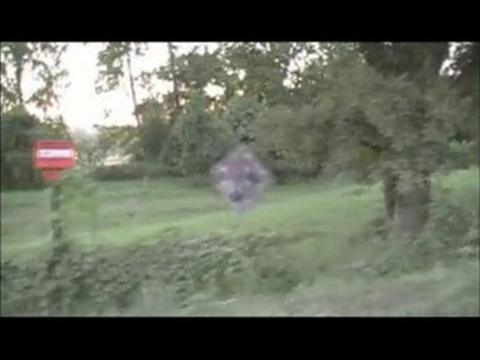 Deer Scouting