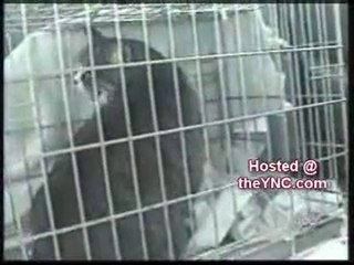 Konuşan hayvanlar videosunu izle