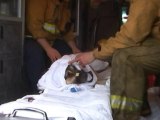 SNTV - Pooch rescued from LA River