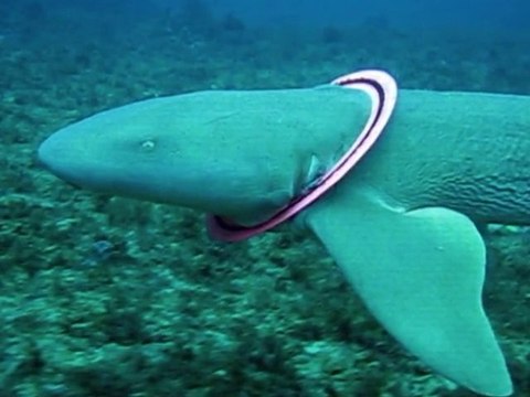 SNTV - Divers save shark's life