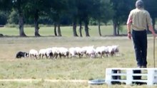 Continental Sheepdog Championship 2010 - Gérard Lalande 2/2