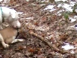 dogue argentin et amstaff