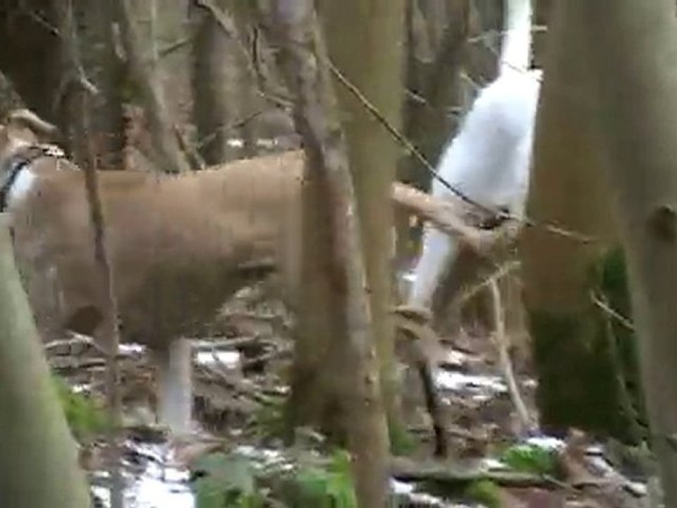 dogue argentin et amstaff