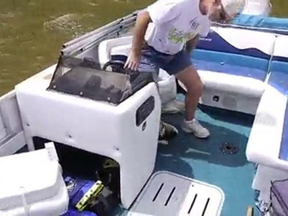 USA : des carpes, poissons sauteurs