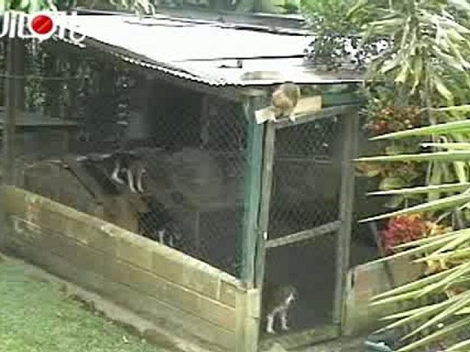 Evasion du chien