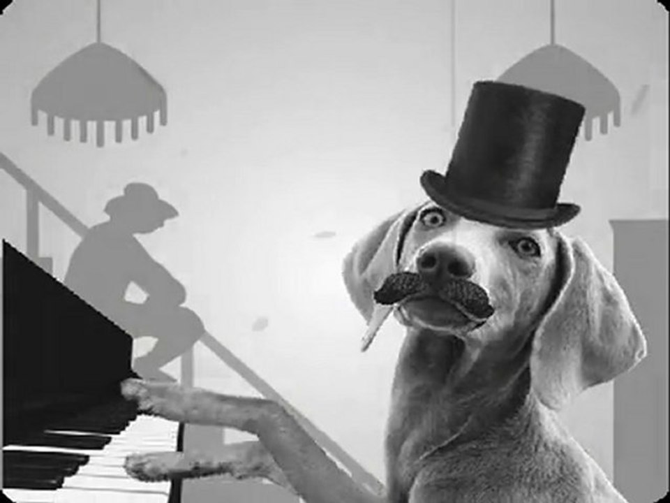 Joyeux Anniversaire Chien Jouant Du Piano Video Dailymotion