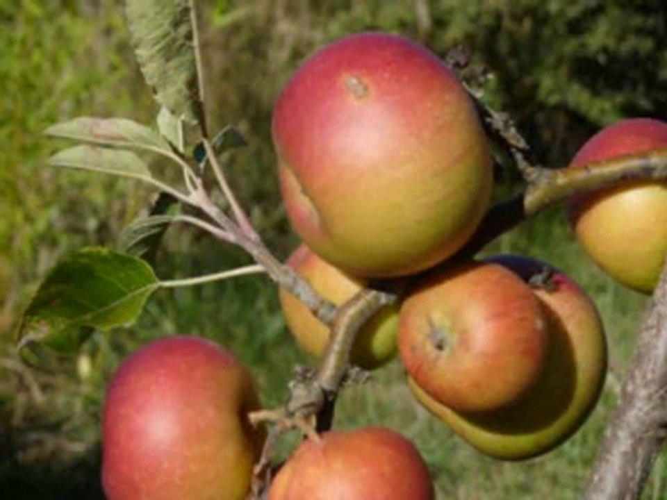 L'AIR DU TEMPS . CHAMBRES D'HOTES. dans les HAUTES ALPES