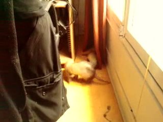 jeu de furet, les petites sont plus teigneuses