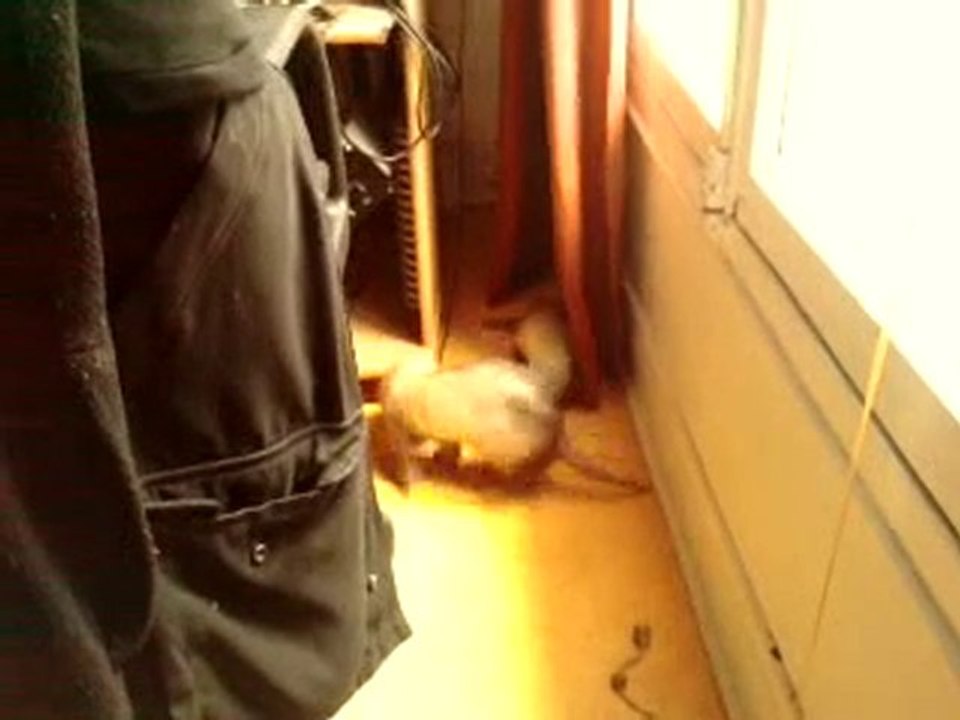 jeu de furet, les petites sont plus teigneuses