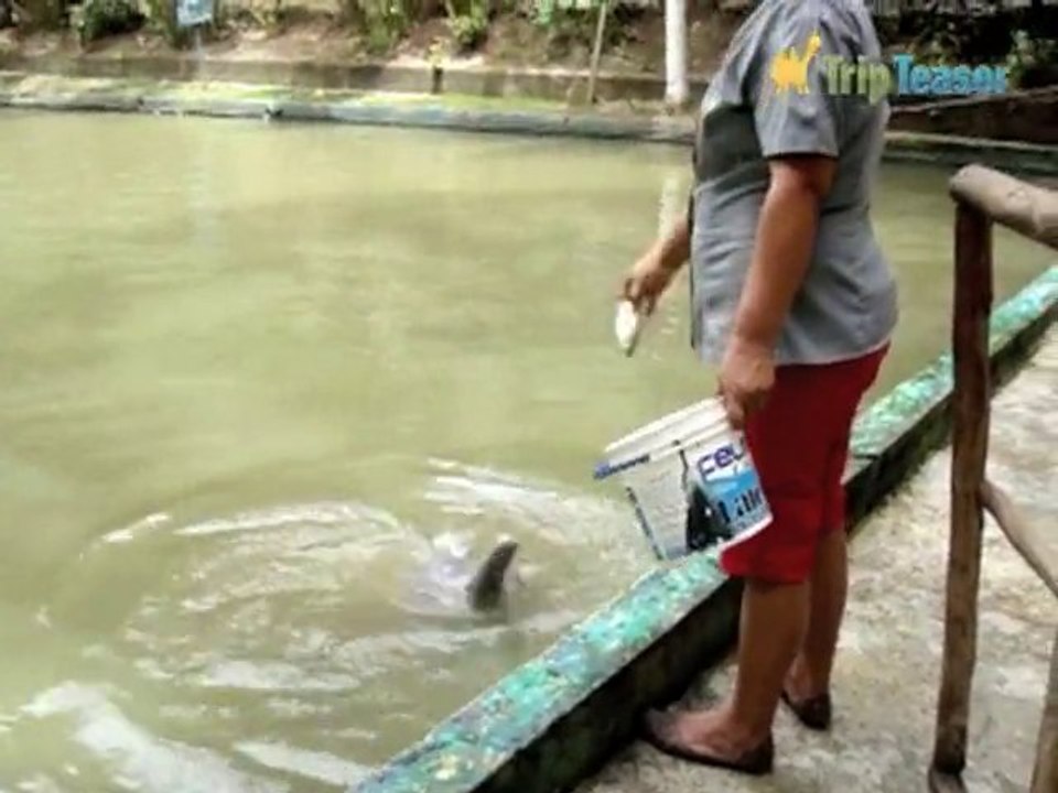 Huayuri, dauphin rose d'amazonie au Zoo de Quistococha