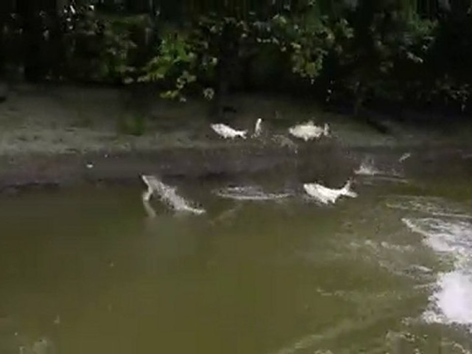 Des carpes attaquent