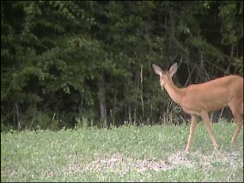 la chevrette et son faon