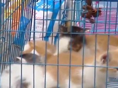 La mode canine Made in China