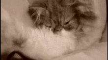 Cat_wakes_up