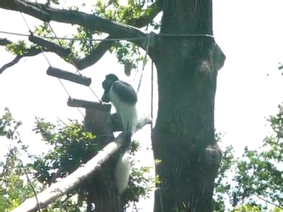 Vallée des singes (3)