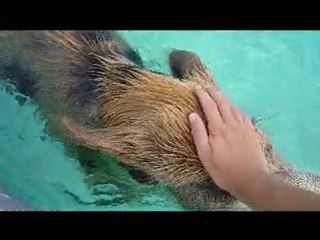 Pigs sweaming Exumas Island bahamas