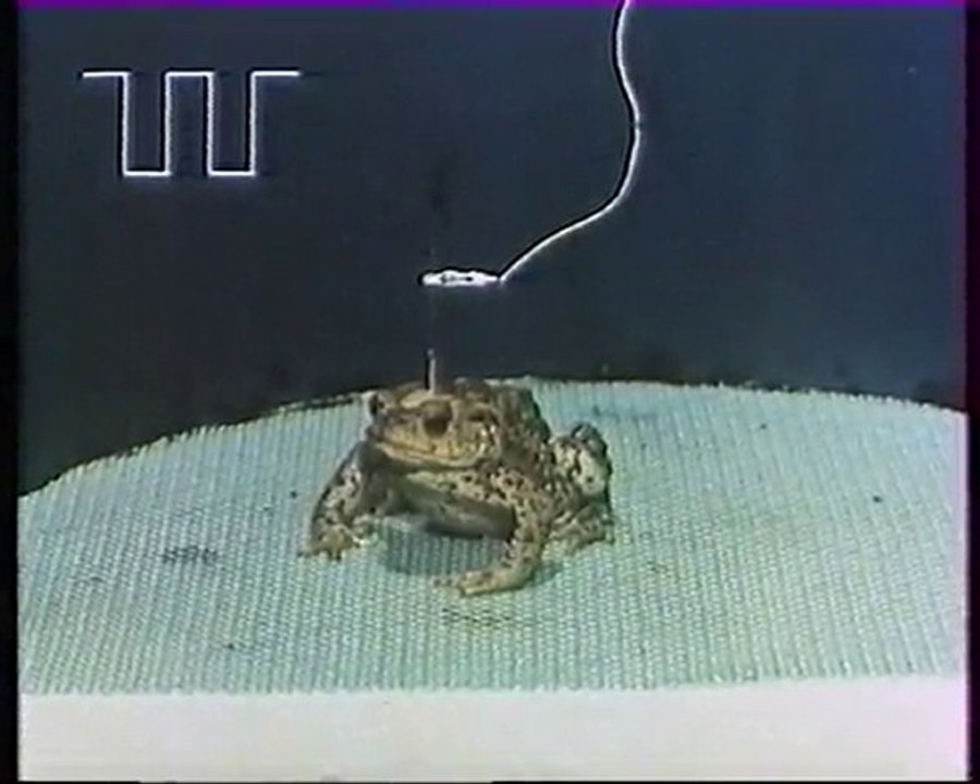 Les inventions de la vie 18 : La bave du crapaud 2