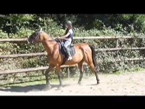 Gwen et Perlani : problemes arret et galop