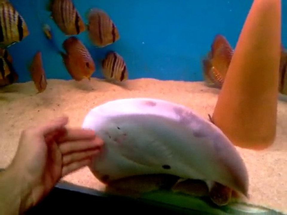 STİNGRAY MOTORO FROM TURKEY AND HECKEL,F2 ALENQUER