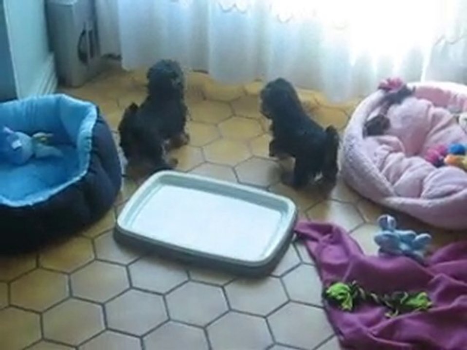 suite filou et fiona 012