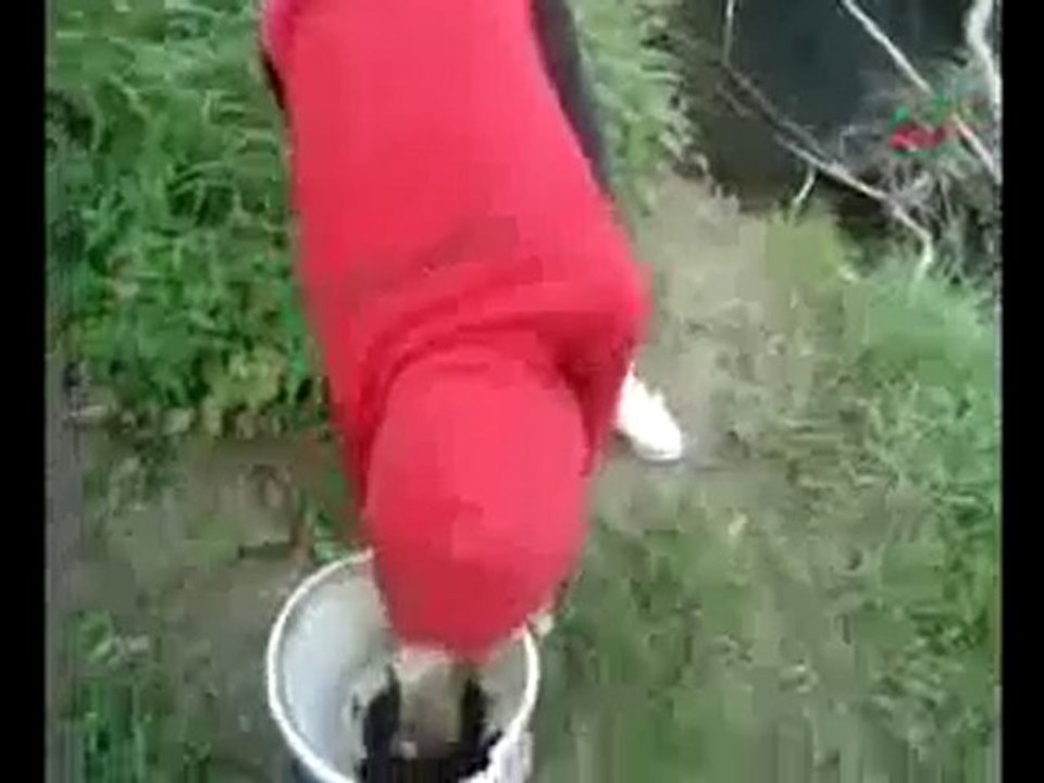 poor doggies :(