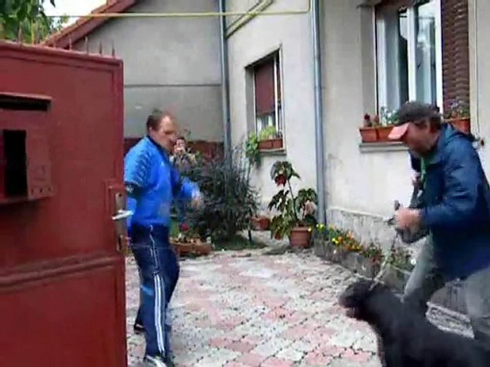 Dresaj canin Timisoara - Jessy 2