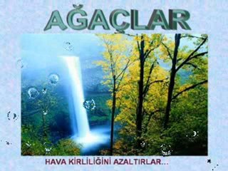 Ağaçları