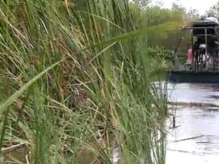 Airboat dans les Everglades