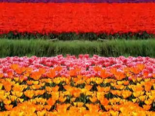 Tema Vakfı - Türkiye Çöl Olmasın