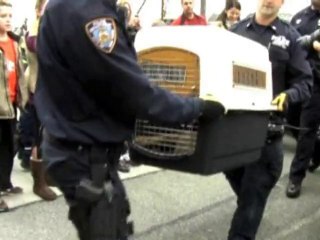 SNTV - Un coyote à New York