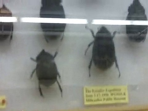 Beetle - ESL/EFL vocabulary definition