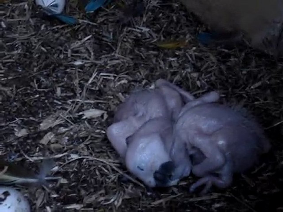 ara bébé ararauna au nid