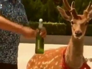 il cervo ubriacone non può fare a meno della sua birra