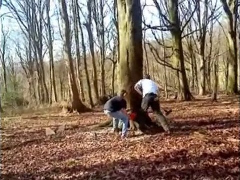abattage divers arbres le bucherons de l'yéres