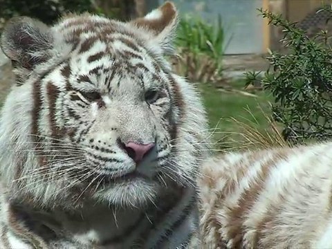 Animaux Zoo d'Amnéville près de Metz (Moselle (57) Lorraine)