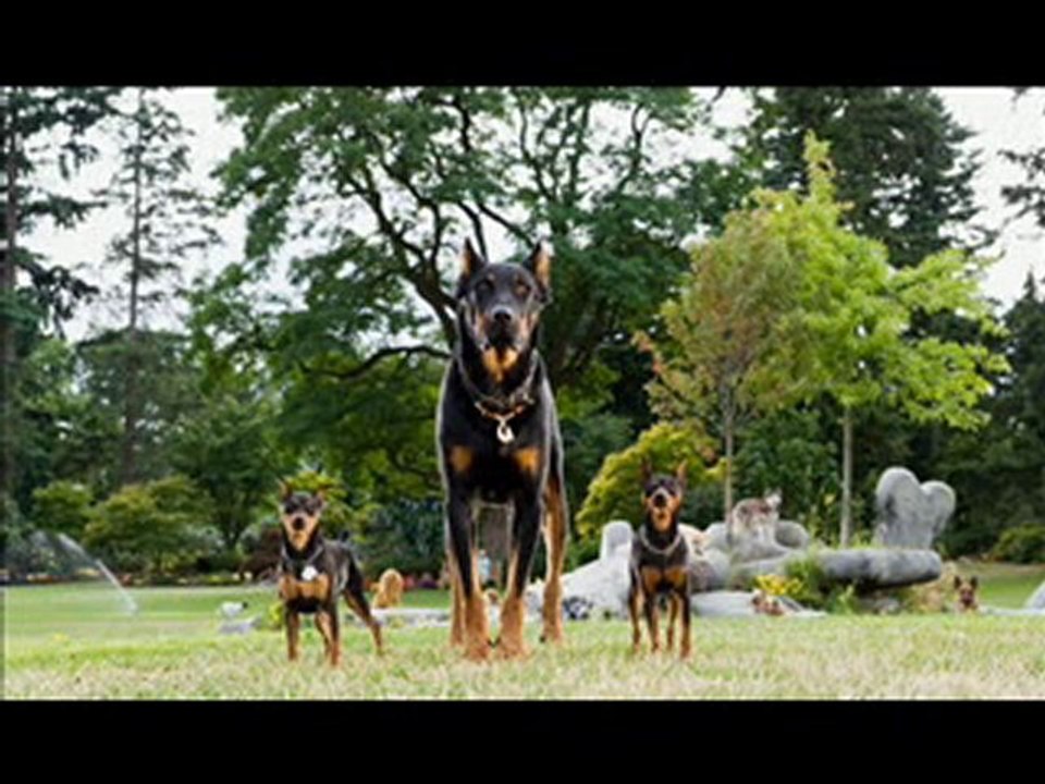 Marmaduke Part 1Online Stream Deutsch HQ