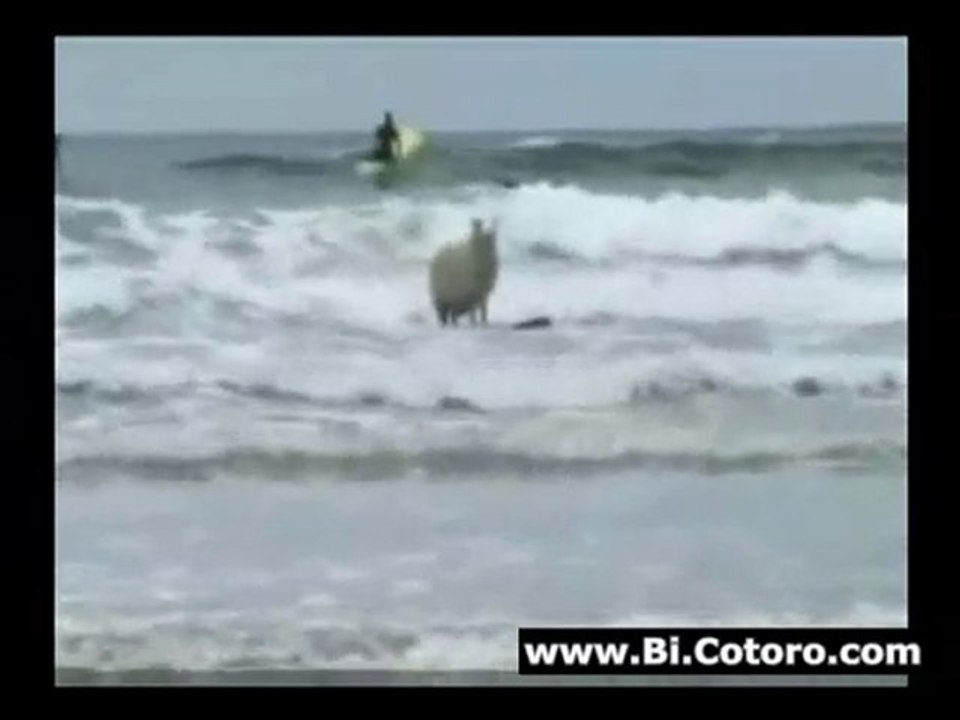 Surfing Sheep