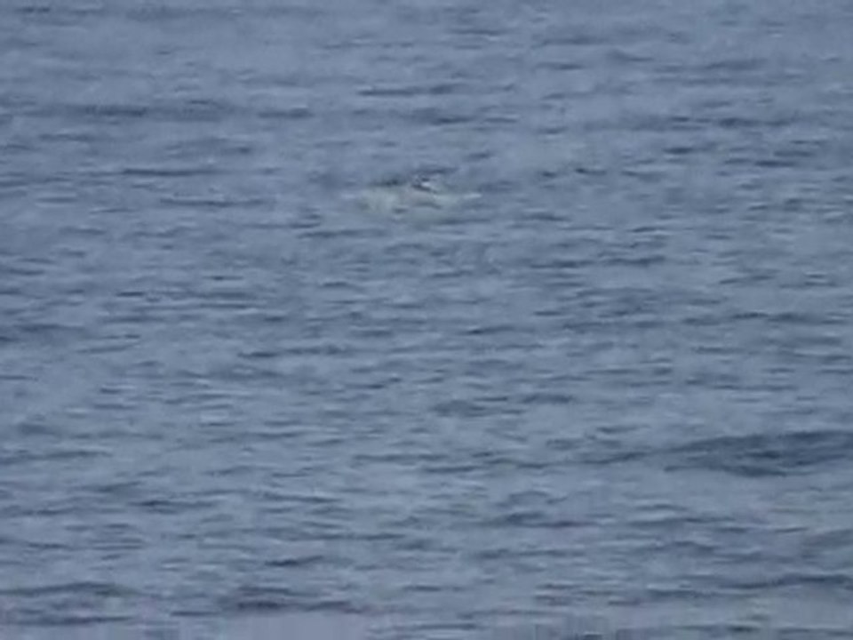 Baleine, été 2010