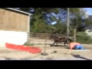 Ecuries du Nevez Toscane