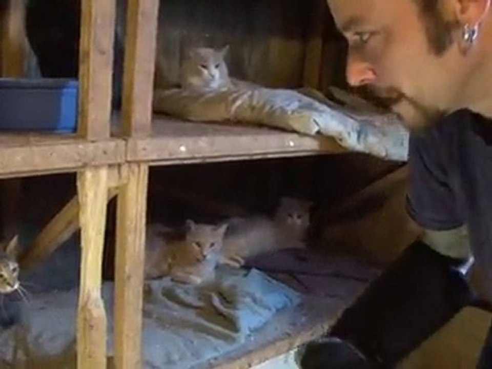 Cat Hoarding Case in Wyoming