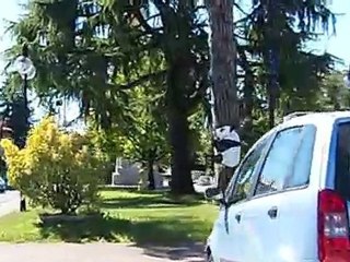 Strane apparizioni di animali in centro a Sequals