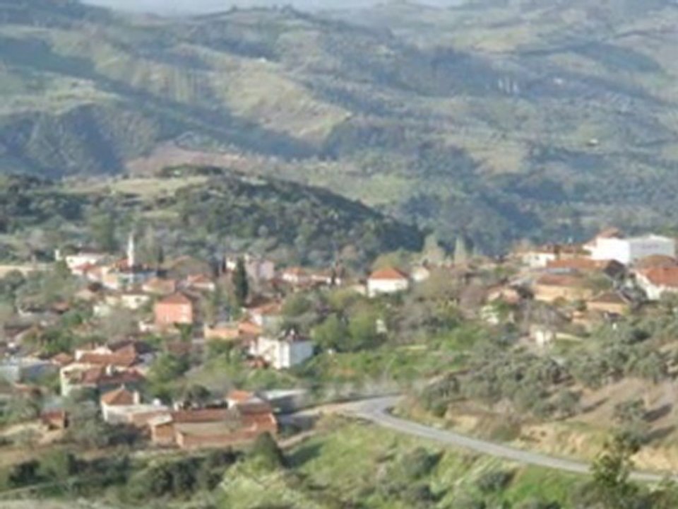 zeytin yapragı  yeşil