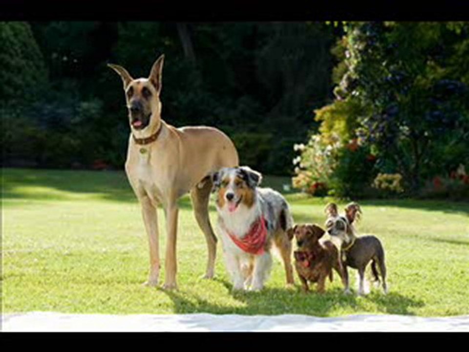 Marmaduke Teil 1 Deutsch Online Stream HQ