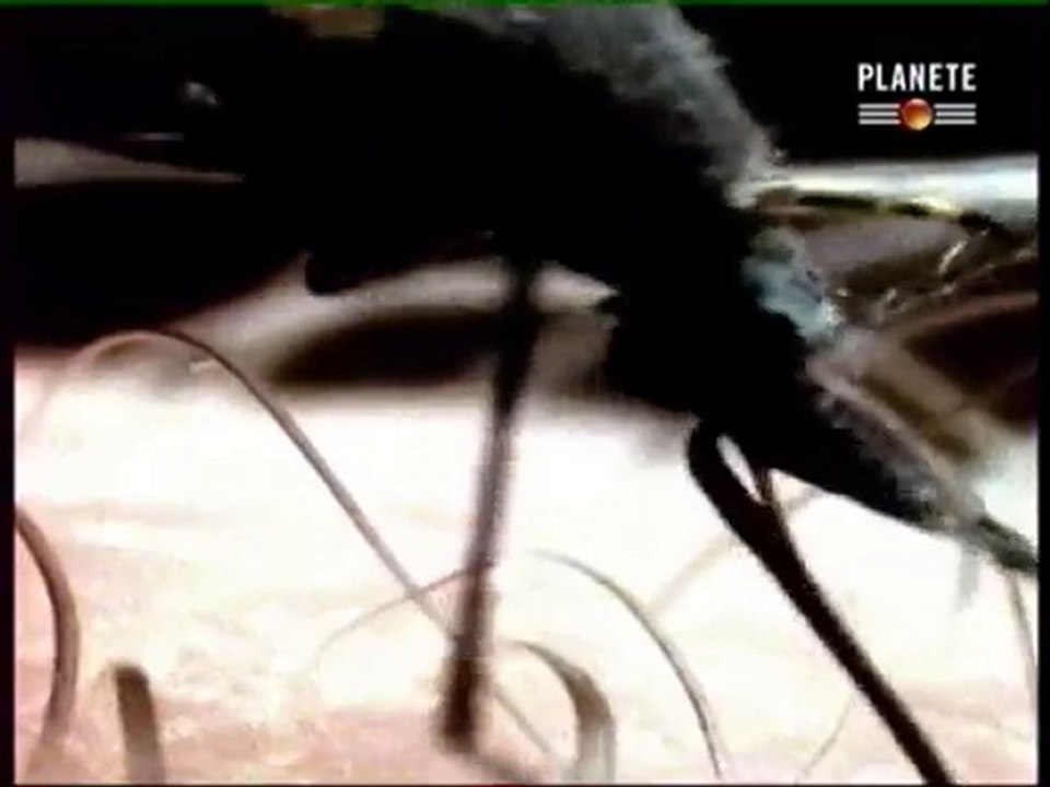 Les sept merveilles de l'industrie, le canal de Panama p3