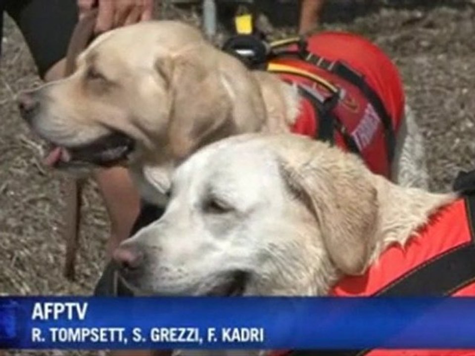 Perros Salvavidas wvm