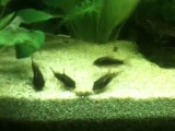 corydoras schulzei (?)