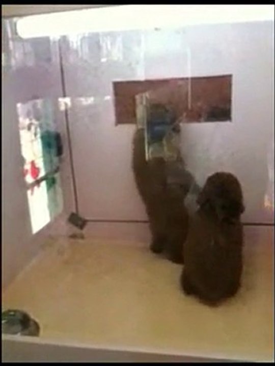 comment se faire adopter ???