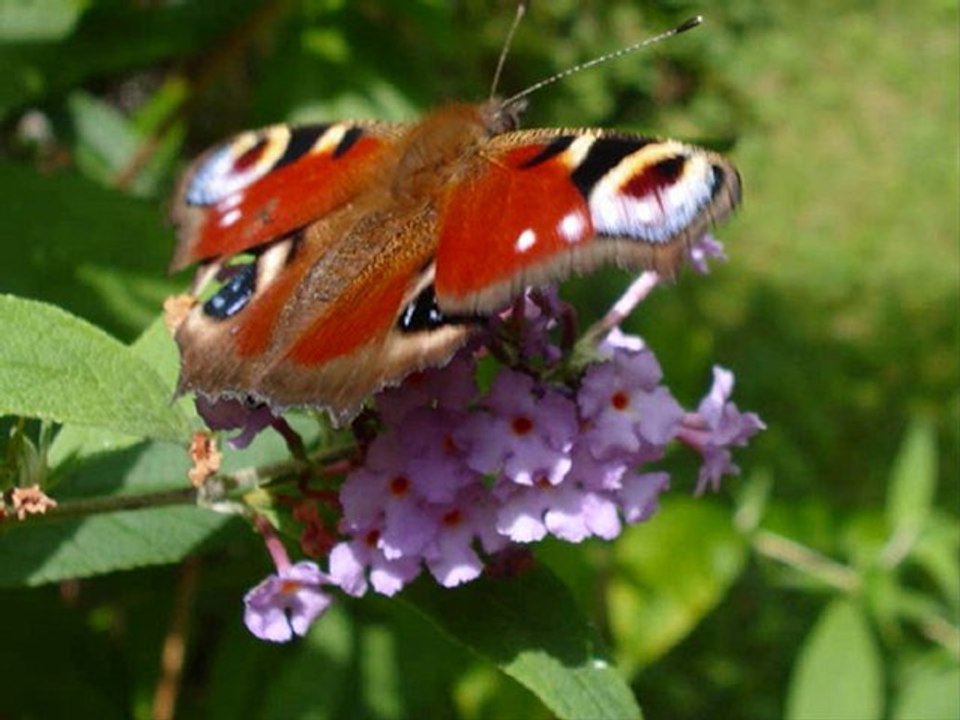 papillons