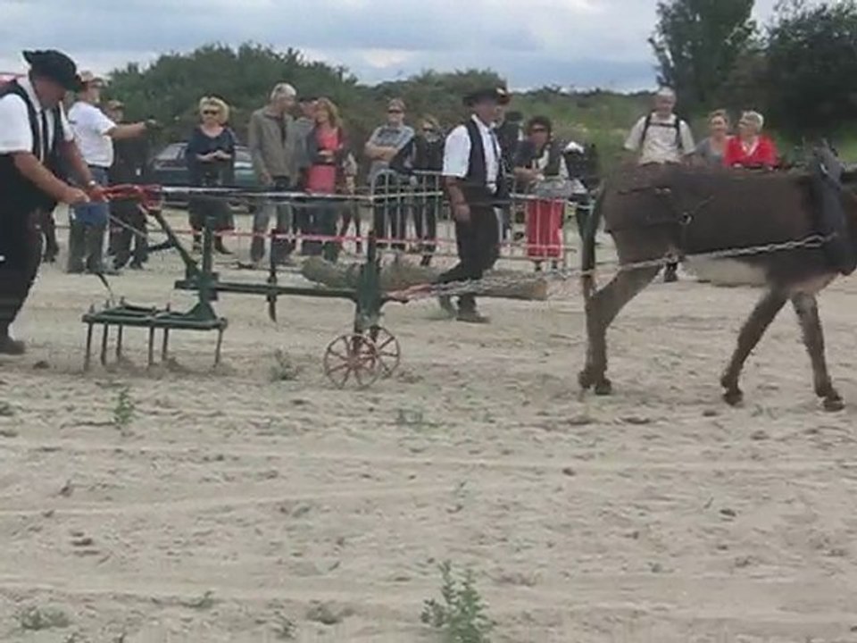 les ânes de Cesson 011